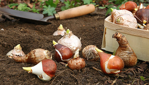 Plant bulbs in the fall for spring color