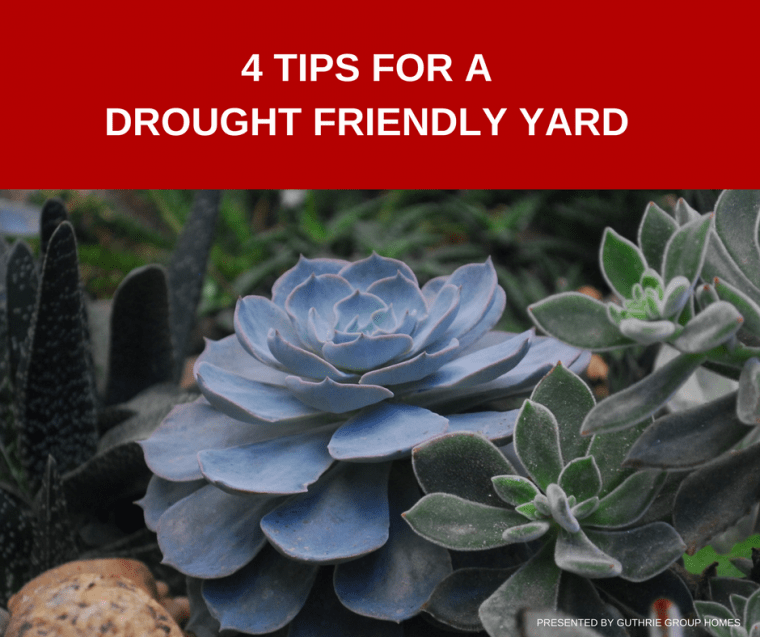 4 Tips for a Drought Friendly Yard Photo of a succulent representing drought tolerant plants
