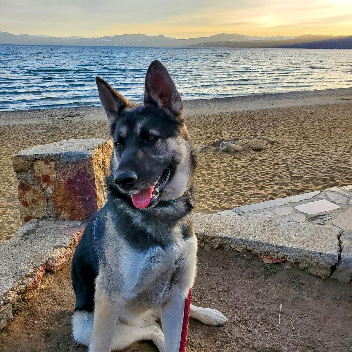 Kota the Rescue Dog Kota the Rescue Dog